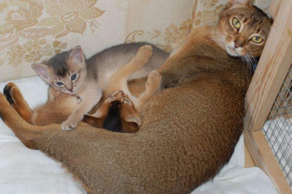 Абиссинская кошка с котятами