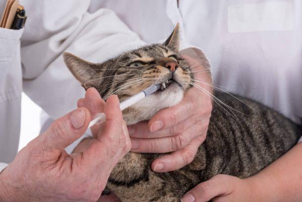 Кошке дают лекарство из шприца