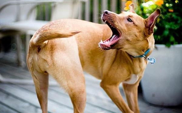 У собаки хвост болит: что это может быть, если поджимает, болит у основания и под хвостом - Блог о животных -