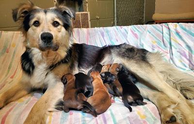 Собака кормит своих новорожденных щенков