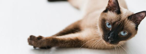У кота увеличены почки: возможные причины, симптомы, варианты лечения, советы ветеринаров