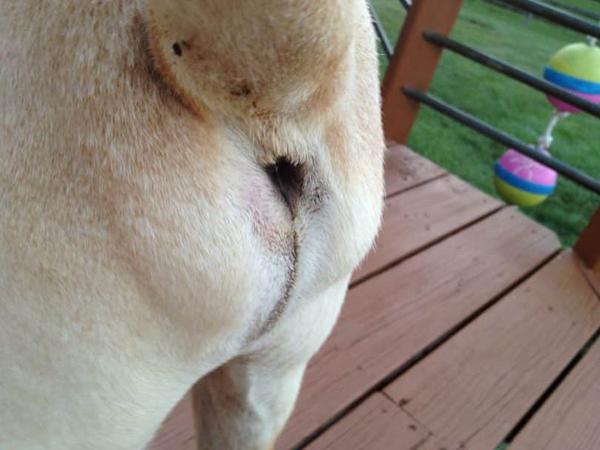 Симптомы воспаления параанальных желез у собак