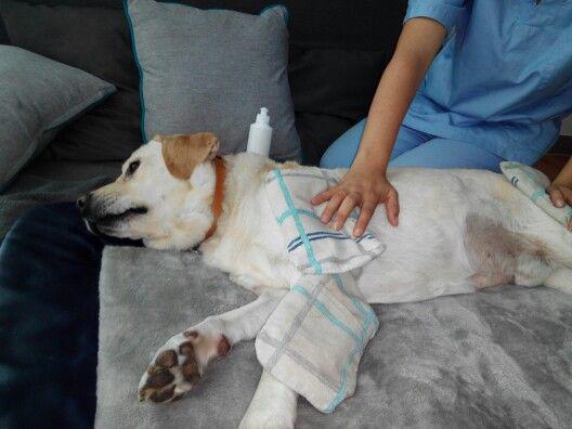 Физиотерапия для больной собаки
