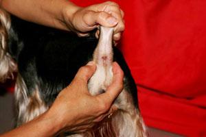 Воспаление параанальных желез у собак