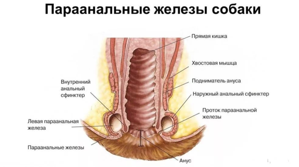Анатомия параанальных желез