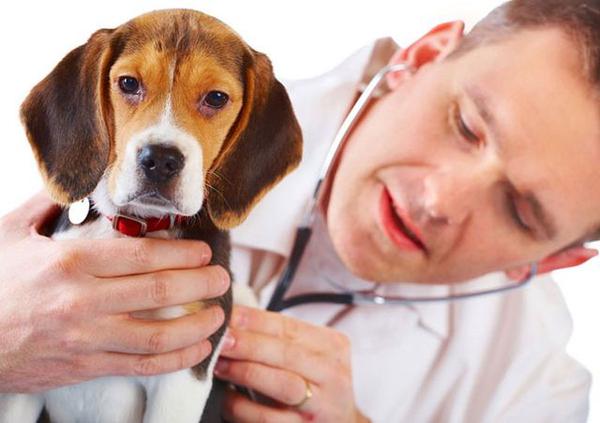 Ветеринар слушает щенка