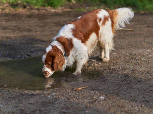 собака потребляет много жидкости на прогулке